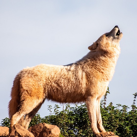 Don't cry wolf