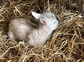 lamb